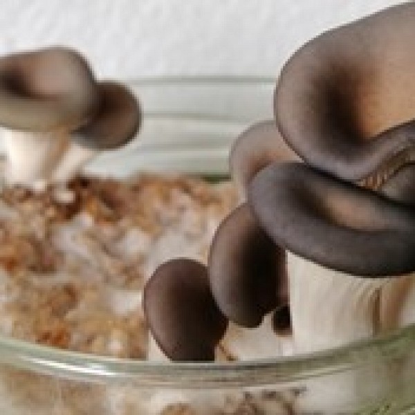 Fantastični Fungi
